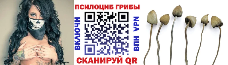Купить  Кириллов  Псилоцибиновые грибы ЛСД 
